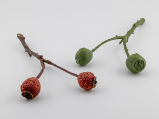 3D gescannter und 3D gedruckter Rosenzweig