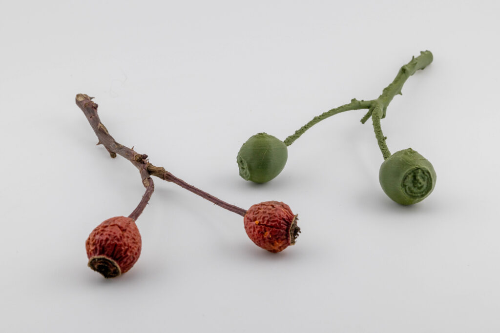 3D gescannter und 3D gedruckter Rosenzweig